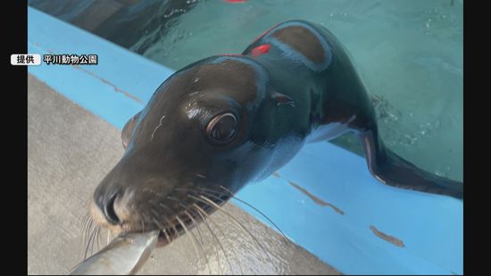 神戸の動物園からお引越し 平川動物公園にアシカの｢ココナッツ｣ 昼前には元気に泳ぎ回り魚も食べる