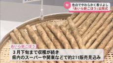 やわらかく香りよし｢あいら新ごぼう｣出発式　3月下旬まで収穫続く