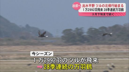 出水平野で越冬したツルの北帰行始まる　28シーズン連続の万羽鶴