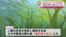 “海のゆりかご”アマモの苗付け　小学生が手伝い「増えるといいな」