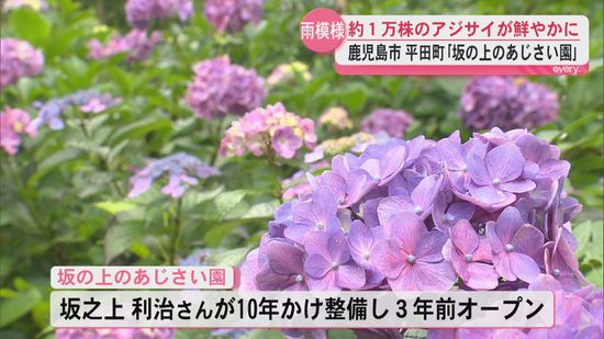 雨に映えるアジサイの花 6月中旬が見頃 約1万株を1人で整備した園長