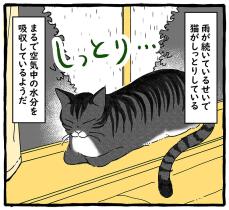 梅雨時の猫は「しっとり」してる　そばで寝ていると…ゾッ！？