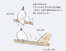 文鳥の「好き」を意味するしぐさを指で真似してみたら…予想以上のかわいい反応が！