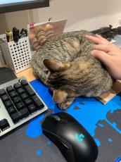 マウスというよりキャット　パソコン作業中に机に乗ってくる猫さん　「適度な休憩」のお供にどうぞ♪