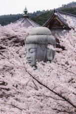 満開の「桜の湯船に浸かっているよう」…大仏様のご満悦な表情に癒される「これぞ日本の春」