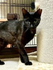 閉ざされた邸宅で起きていた多頭飼育崩壊から救出　片目を失った美しい黒猫の、太く短い生き様