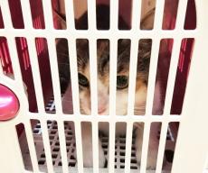 動物病院の玄関に置かれた猫用キャリーバッグ　5千円札が挟まれ中には三毛猫　遺棄と思ったら予想外の展開に