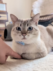 香箱座りの猫さん　前足の隙間に指を入れたら…スイッチオンの表情がかわいい！