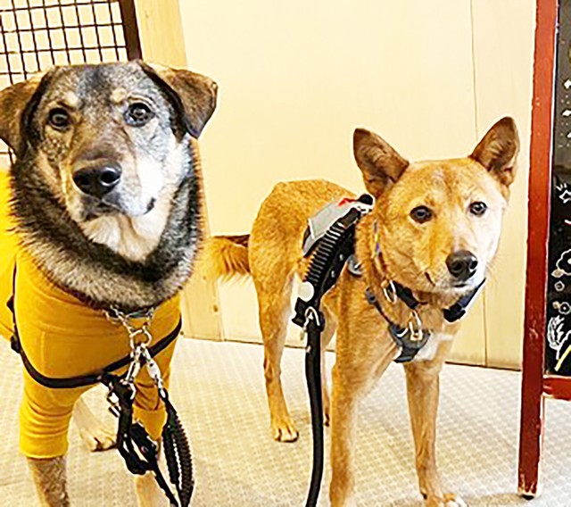 干渉しない先住犬と後住犬　距離を保って1年後…待望の「プレイバウ」を見せてくれた！