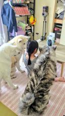 秋田犬3匹が「小さな扇風機に興味津々」娘と一緒に顔よせあって見つめる姿に「リアルもののけ姫！」