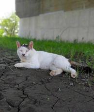狩猟用の罠「トラバサミ」また荒川河川敷で発見　「白骨化した動物の亡骸が挟まっていた」昨年も罠にかかった地域猫が見つかった現場付近