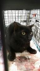 しっぽと足を失った野良の黒猫　「外では生きていけない。家族に迎えたい」　保護団体に緊急相談が寄せられた　　