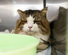 助けられなかった子猫の命　「こんな悲しい思いはさせまい」　きょうだいと思しき5匹を保護して動物病院に運んだ　「せめてこの子たちは幸せになって」
