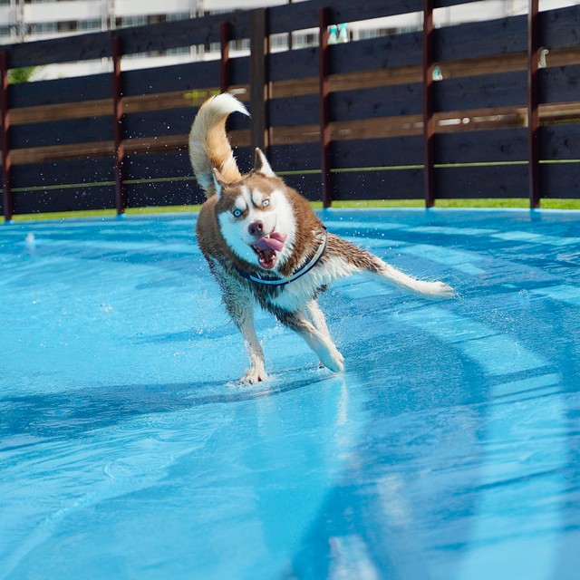 プールを爆走する犬さん、楽しそう！と思いきや「顔、コワッ！」→「躍動感が伝わるw」