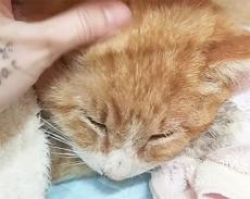 瀕死の状態で見つかった猫　獣医師は最善を尽くすも「あとは祈るしかない」　小康状態を保つも数日後に別れが訪れた　