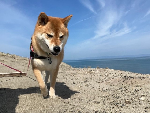 とつぜん犬に近づき、口元に手を…　オヤツ？毒薬？何をあげたか聞いても無視「下手すると命に関わる」「オヤツあげたかったんだろうけど」