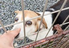 収容されたシニア犬　飼い主も保護主の名乗りもなく殺処分対象に　絶望の淵から救われ第二の犬生目指すよ