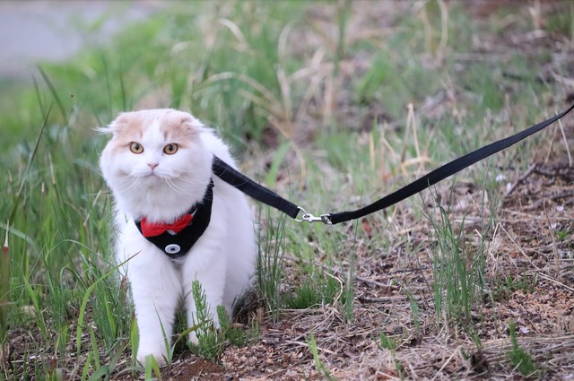 「猫が散歩中に逃げ出した！」そもそも猫に「外出」は必要？環境省や獣医師も推奨する「猫の完全室内飼育」について保護猫の飼い主に聞いた