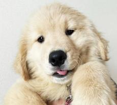 ゴールデン・レトリーバーの子犬は大動脈弁狭窄症　無垢な瞳と愛らしいしぐさが皆を幸せに　よき家族との出会いを待っている