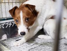 後ろ脚が欠損したジャック・ラッセル・テリア　医療ケアを受けられず繁殖犬として酷使された　「これから楽しいことを一緒に見つけようね」