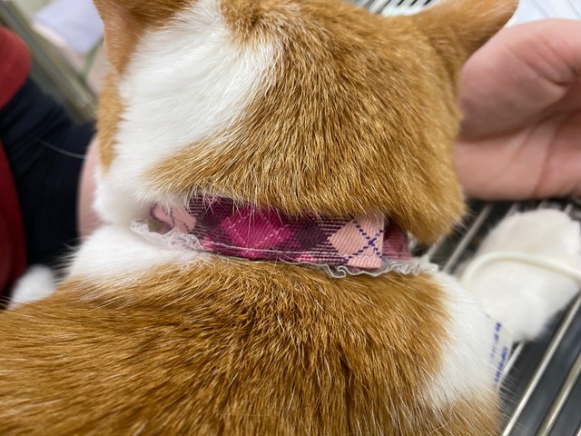 首輪から解けた1本の糸が、若猫の命を切り裂いた…獣医師が「綿100％」の首輪をすすめる理由
