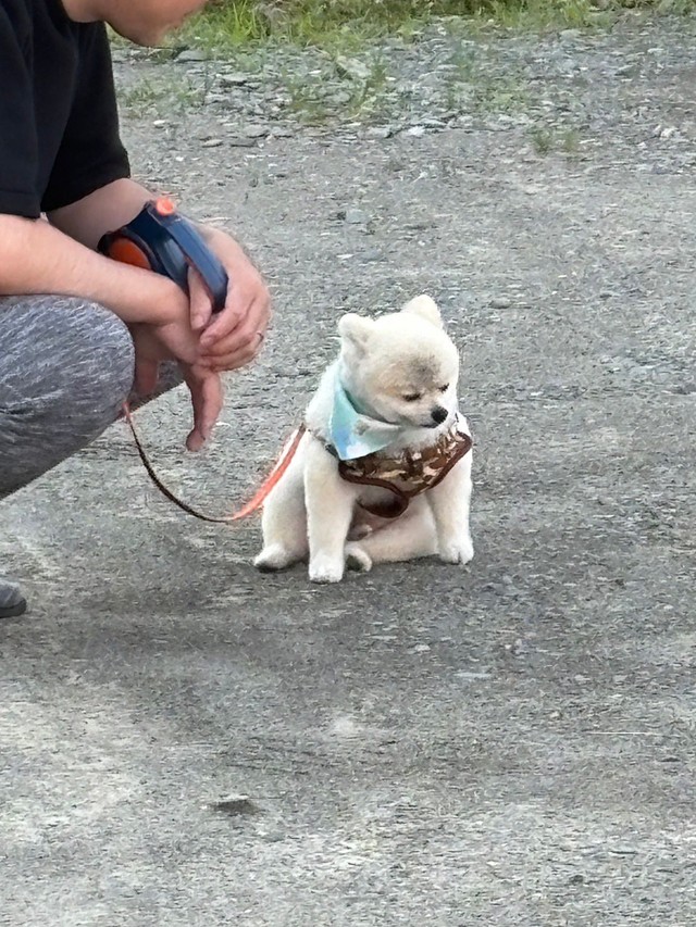 「もう一人で歩けない…」散歩で疲れはてた犬さん「抱っこ待ち」の姿に「お顔に固い決意が表れてますね」