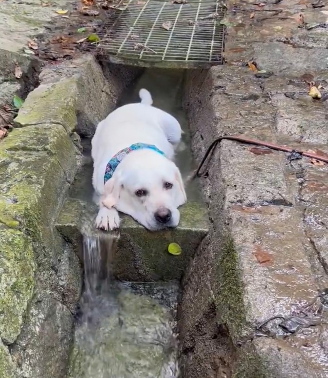 「冷やし犬」散歩で川につかる犬さんに癒される「ヒヤシーヌ、ナツバテーヌ」「暑いもんね」