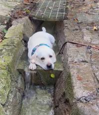 「冷やし犬」散歩で川につかる犬さんに癒される「ヒヤシーヌ、ナツバテーヌ」「暑いもんね」