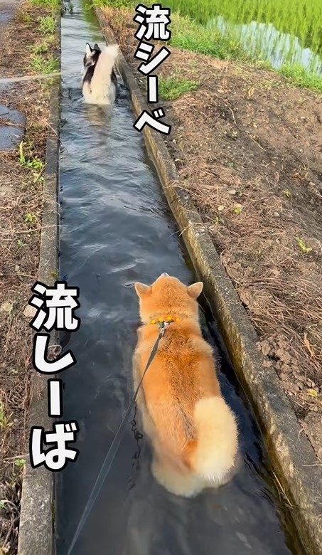 「夏の風物詩 流しーば 流しーべ」とは！？水の中を歩く柴犬とハスキー犬に癒される「熱中症対策に最高」再生回数1800万回超！