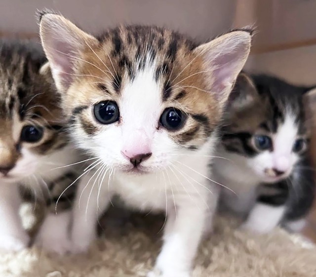 相次ぐ子猫の遺棄　袋に入れて川に投げ込んだ残虐ケースも　「生き抜いた子猫たちを必ず幸せにする」保護団体メンバーは誓った