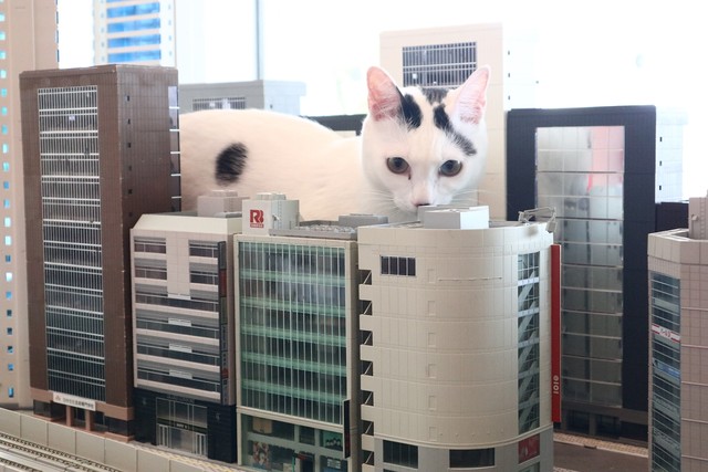 安藤忠雄氏設計の名建築が…“猫の楽園”に！？　鉄道模型の世界で遊ぶ猫たちで有名な「ジオラマ食堂」に新展開