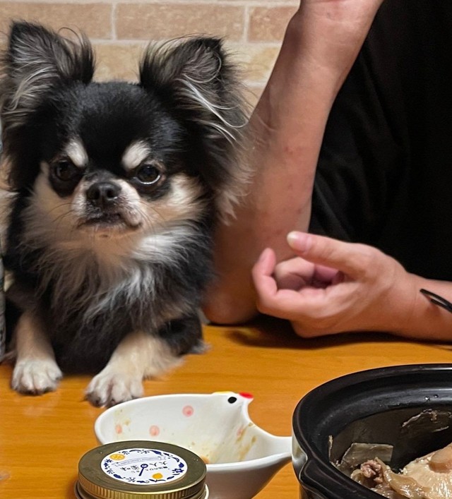 食卓で「人間のご飯がもらえず、ふてくされる」犬さん　醤油と同じサイズが「可愛すぎるやろ」