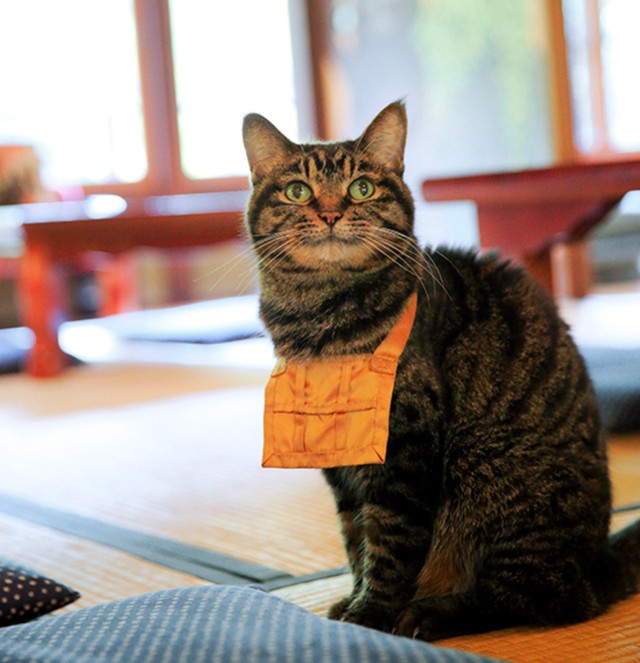保護猫と東日本大震災が芸術一家の生きる道を変えた　京都の猫ミュージアム「猫猫寺」の猫の美術館建設プロジェクトに挑戦