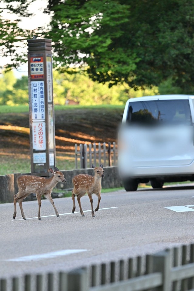 奈良の鹿がアンパン入りのビニール袋を食べようと…取られないように活動家が注意喚起　鹿を蹴るなどトラブル多発、観光客のマナーに懸念