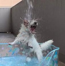 「ヒャッホーイ！」ホースの水に必死になる犬さんのお顔に爆笑「俺のターン！」「楽しさMAX」