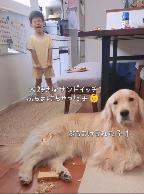 大好きなサンドイッチが…3歳息子が大泣き！　何があった？動じない犬さん「泣きたいのはこっちだわの顔」