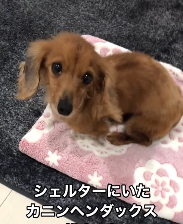 「選んだのは子犬ではなく、今にも死んでしまいそうな子」産めなくなった元繁殖犬を家族に　初めてのお散歩、ドッグラン…与える者の幸せを感じた　