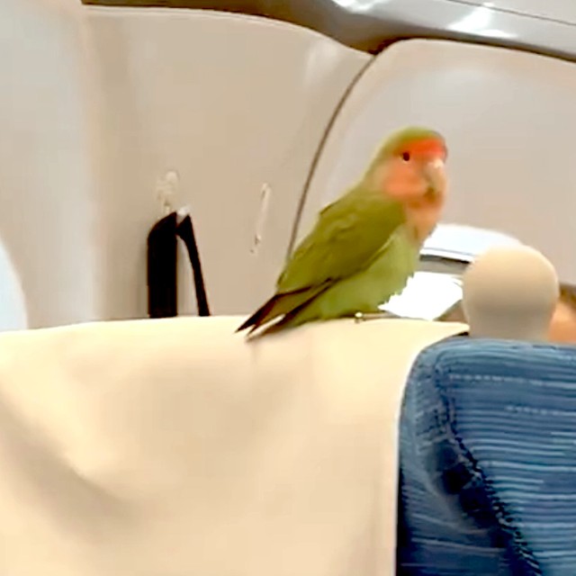 新幹線の車内に「インコ」が！驚きの方法で乗車→警備員の肩に乗り保護→拡散動画で飼い主と奇跡の再会！