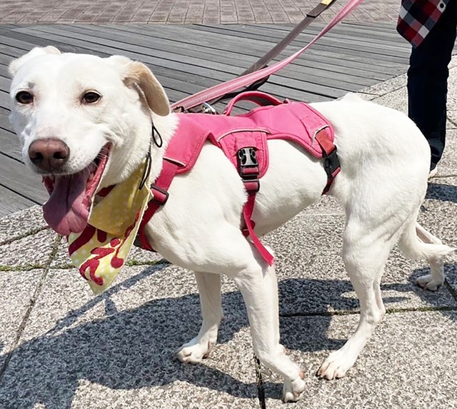 山林に遺棄され罠にかかったミックス犬　仲間に寄り添う優しい心の持ち主　5年目の朗報に涙が止まらなかった　　