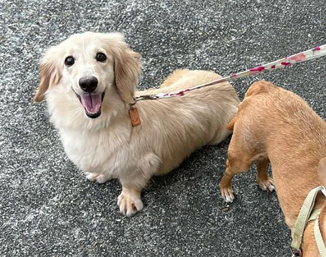 短い足でちょこちょこ　飼育放棄されたダックスフンドの保護犬　日々のトレーニングで「できること」が増えるお利口さん