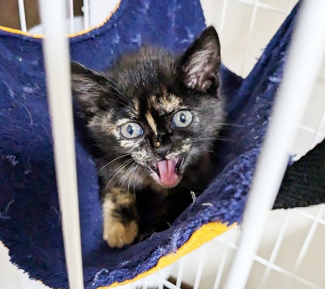 草むらから聞こえる子猫の鳴き声　優しさのリレーで助かった小さな命　「うちの家族になって」の遠方から申し出