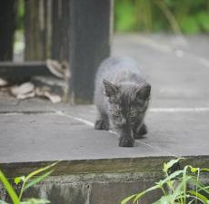 夜明け前の子猫の鳴き声から始まった4日間の保護劇　変わりゆく街で地域猫が直面する現実