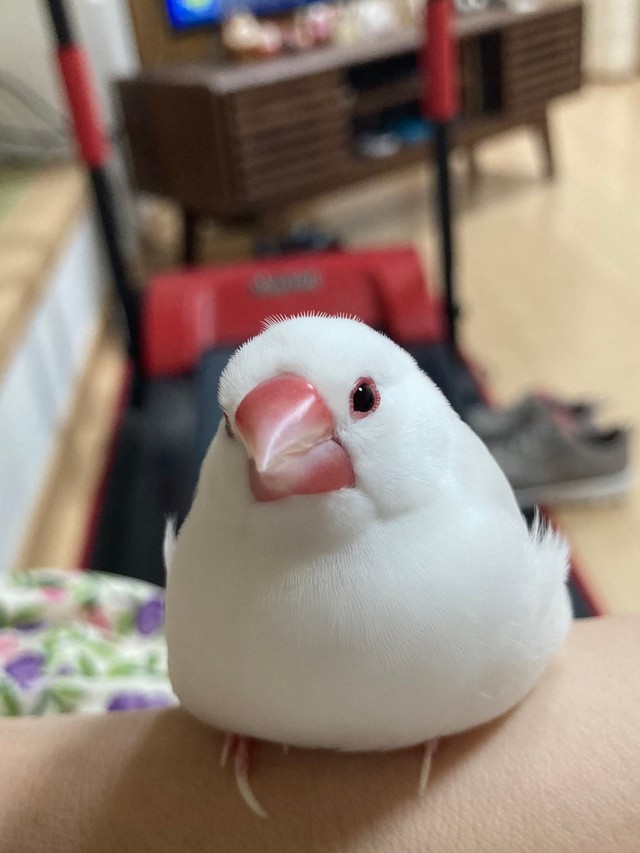 「愛しき頭頂部のパヤパヤ」文鳥の頭をよく見ると…「指でそっと撫でたい！」