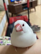 「愛しき頭頂部のパヤパヤ」文鳥の頭をよく見ると…「指でそっと撫でたい！」