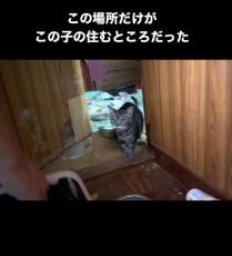 飼い主が介護施設に入居　部屋の中で1年以上ひとりぼっちだった猫を、ボランティア団体が保護「優しい手で撫でられて良かった」