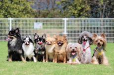 女性が選ぶ好きな小型犬ランキング　2位はポメラニアン、納得の1位は？