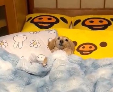 お布団に入って眠る犬の動画が話題　「1人に豪勢なお布団ですな」「こりゃぁ自分は犬だと思ってない」