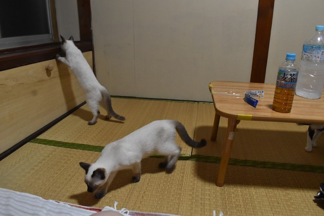 「旅館の猫が自由すぎるw」扉を開けると来てくれる！？　15匹の猫たちが自由気ままに接待