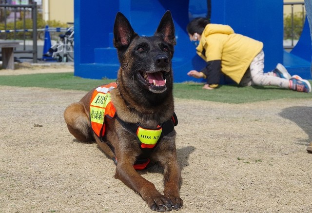 災害時にペットを守る必需品は？　被災地で活動する救助犬ハンドラーに聞いた