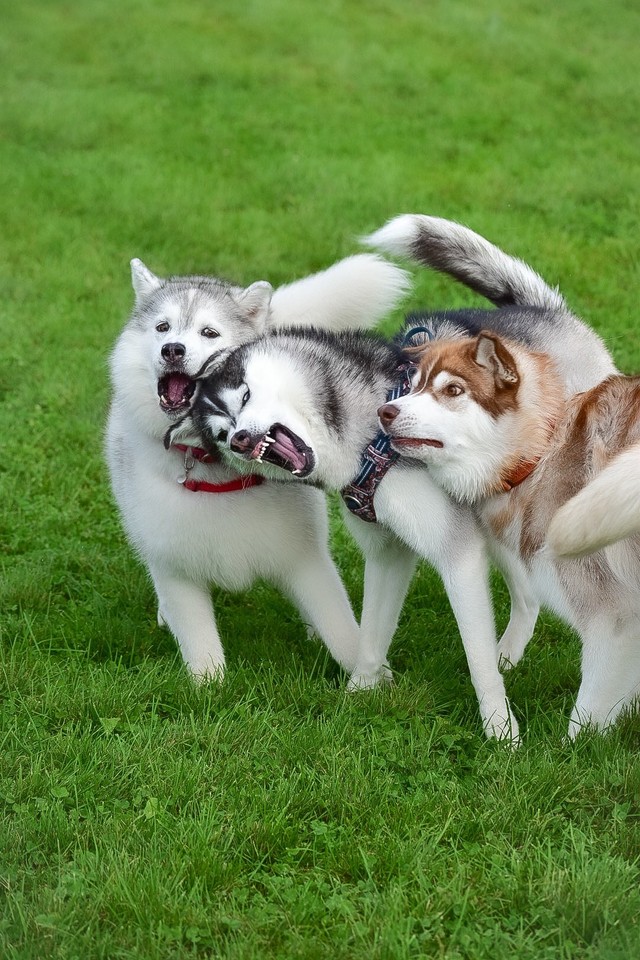 「それぞれの顔よ」ドッグランで遊ぶ犬たちの「悪い顔」に爆笑　「今日もまたやってる」「役者揃いw」